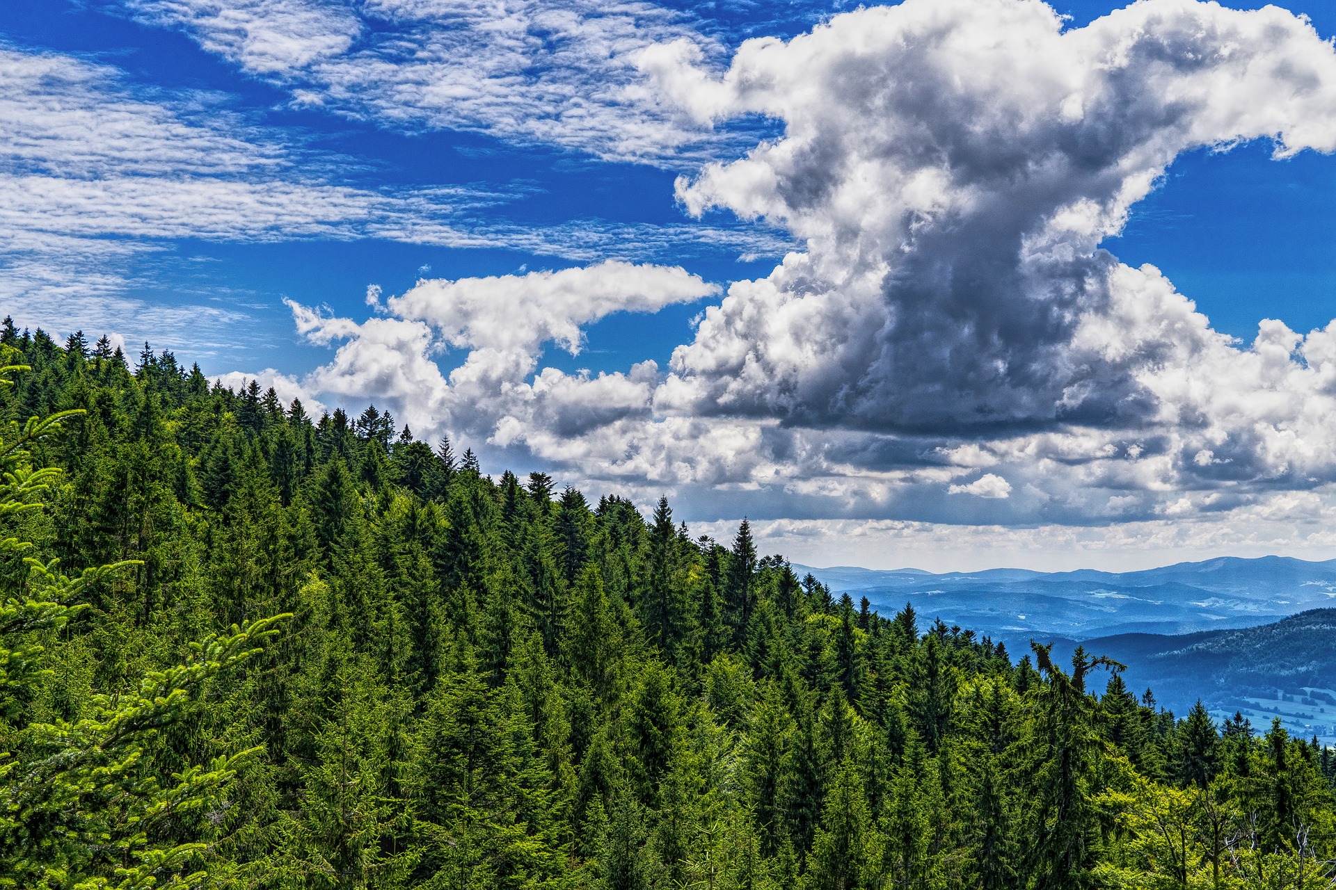 Bavarian Forest